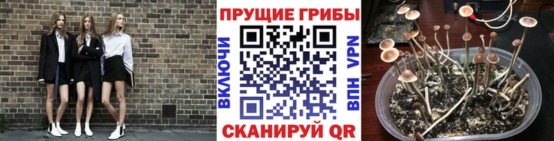 Псилоцибиновые грибы Psilocybine cubensis  сколько стоит  Кимовск 